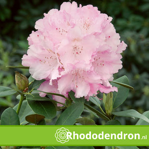 Rhododendron Yakushimanum 'Silberwolke'