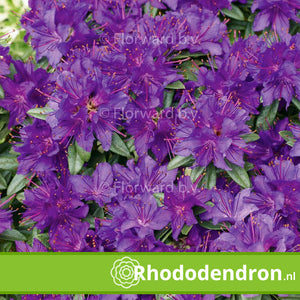 Dwerg Rhododendron 'Russatum'