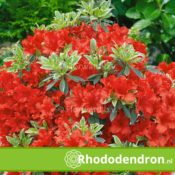 Azalea Japonica 'Hotshot Veriegata'