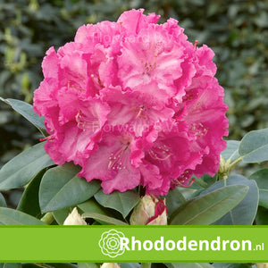 Rhododendron 'Germania'