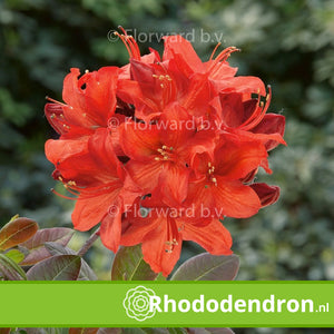 Azalea Mollis 'Kosters Brilliant Red'