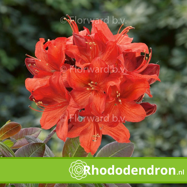 Azalea Mollis 'Satan'