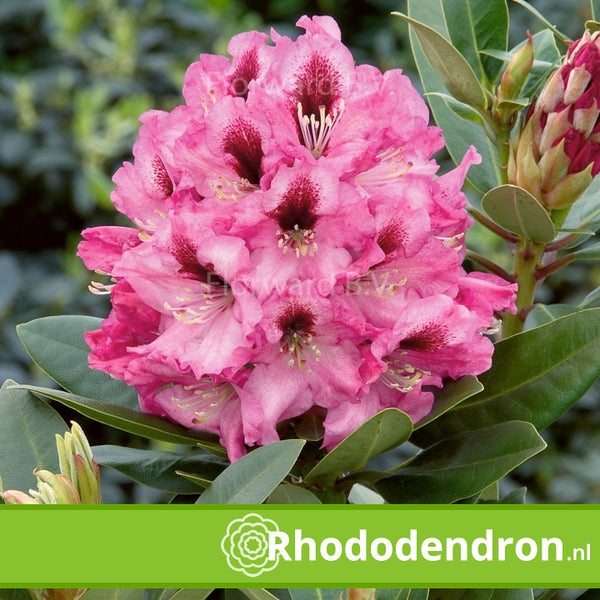 Rhododendron 'Kokardia'