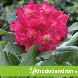 Rhododendron 'Pierce American Beauty'