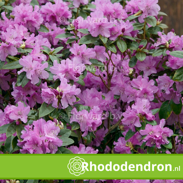 Dwerg Rhododendron 'Praecox'