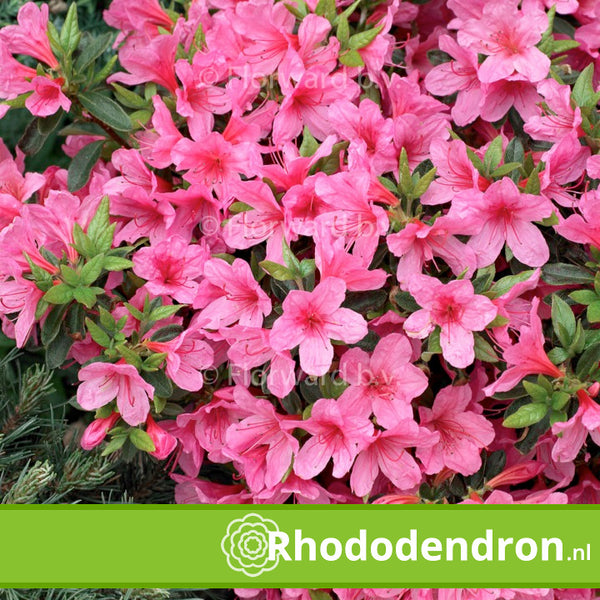 Azalea Japonica 'Mad. Van Hecke'