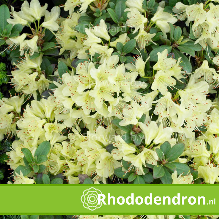 Dwerg Rhododendron 'Princess Ann'