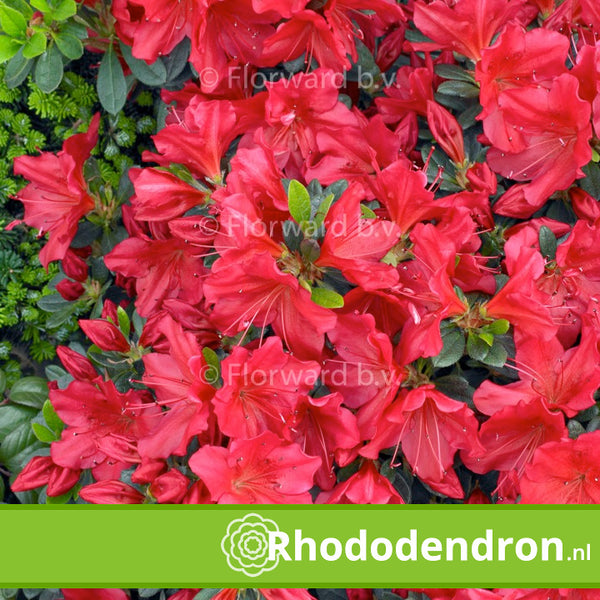 Azalea Japonica 'Arabesk'