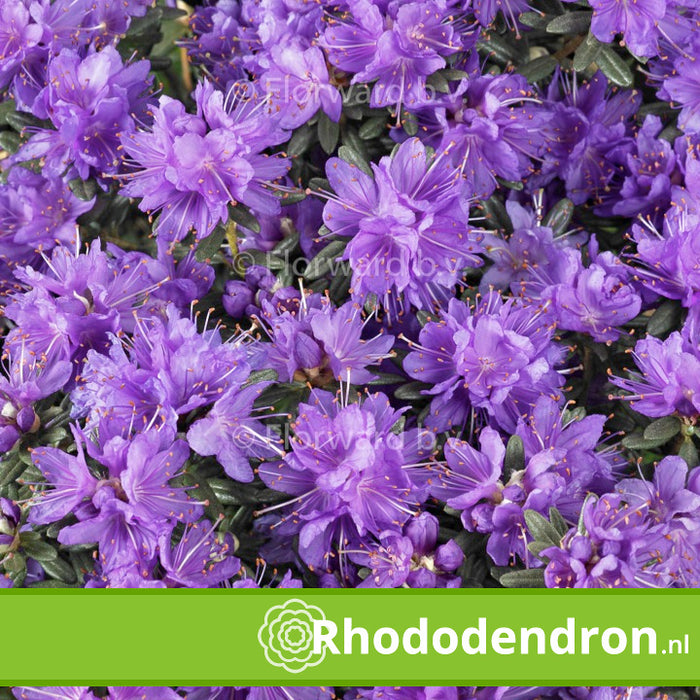 Dwerg Rhododendron 'Purple Pillow'