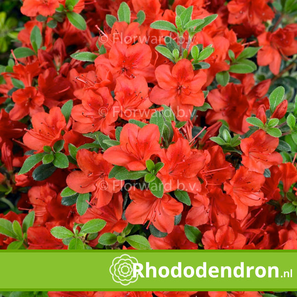 Azalea Japonica 'Fridoline'
