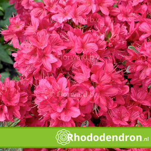 Azalea Japonica 'Vuyk's Scarlet'