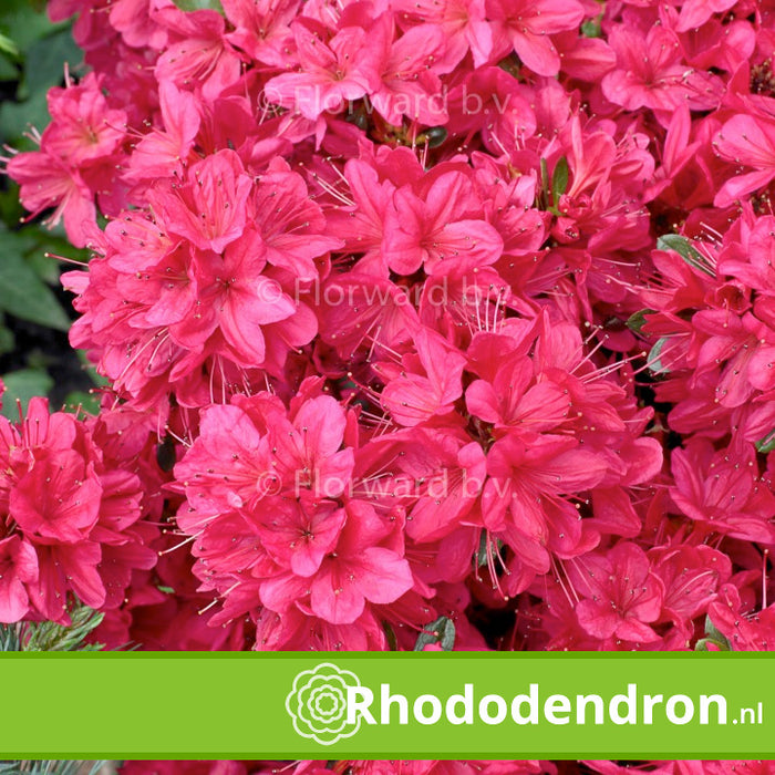 Rhododendron 'Thierry'