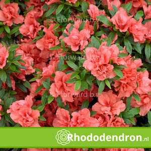 Azalea Japonica 'Rex'