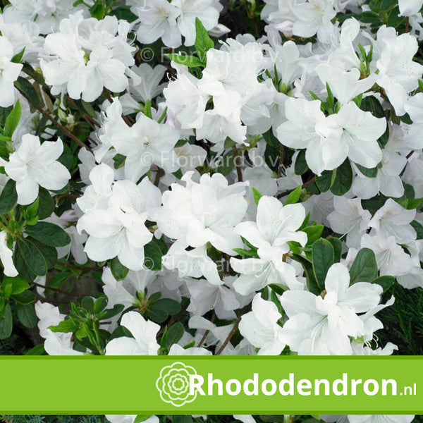 Azalea Japonica 'White Lady'