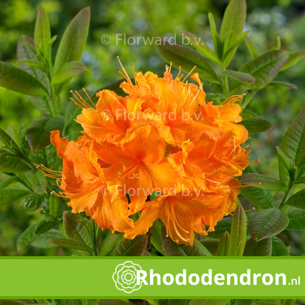 Azalea Mollis 'Koningin Emma'