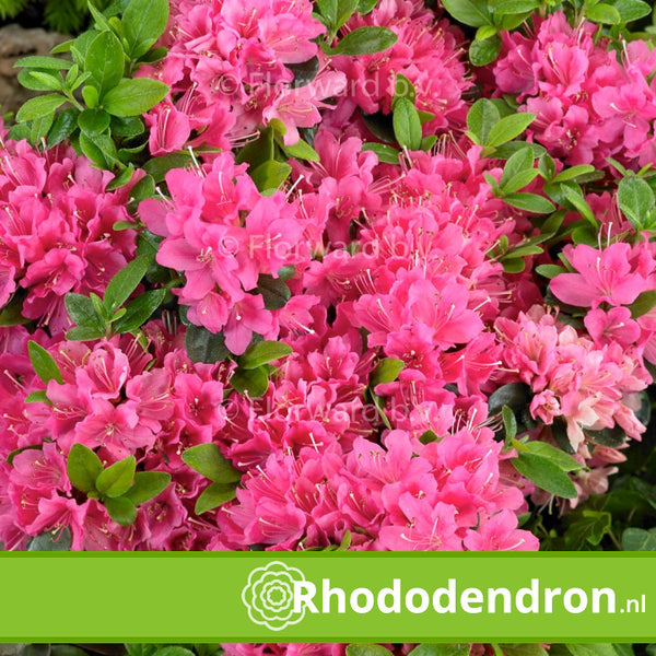 Azalea Japonica 'Kermesina'