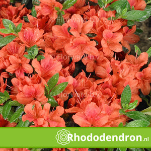 Azalea Japonica 'Geisha Orange'