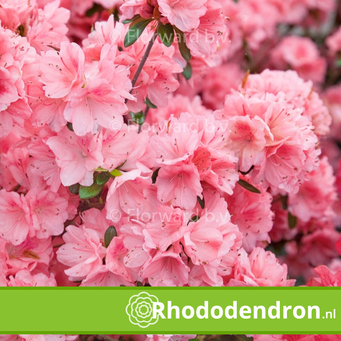 Azalea Japonica 'Blaauw's Pink'