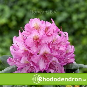 Rhododendron 'Delta'