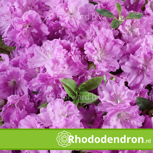 Azalea Japonica 'Elsie Lee'