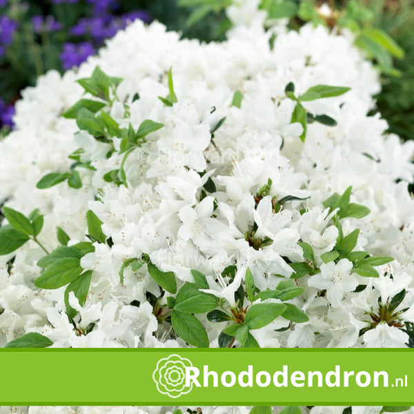 Azalea Japonica 'Schneewittchen'