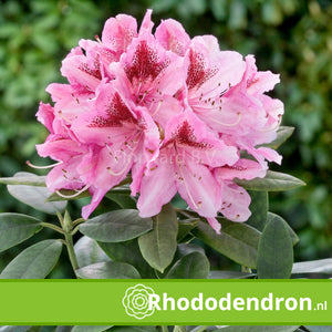 Rhododendron 'Cosmopolitan'