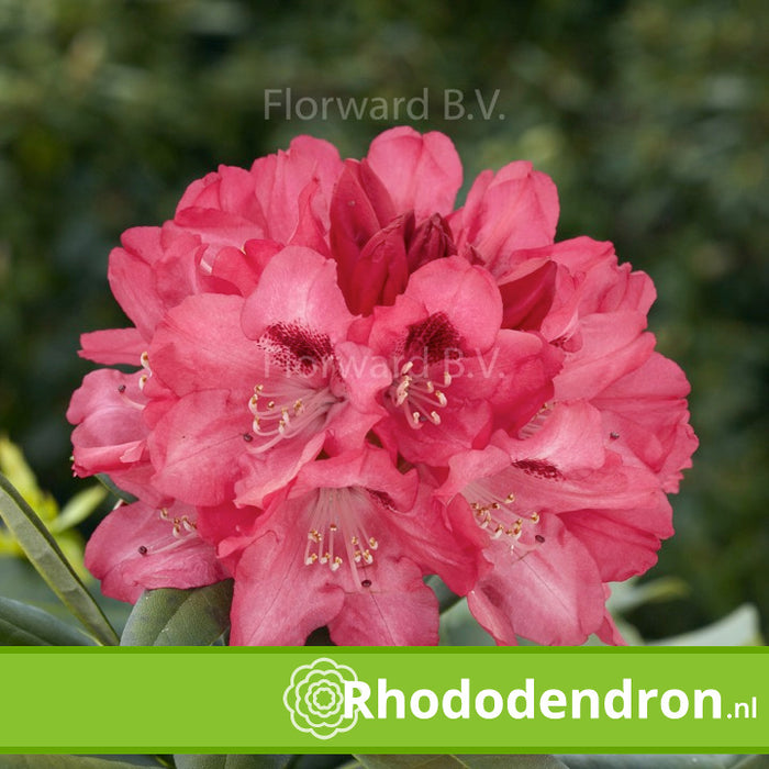 Rhododendron Yakushimanum 'Sneezy'