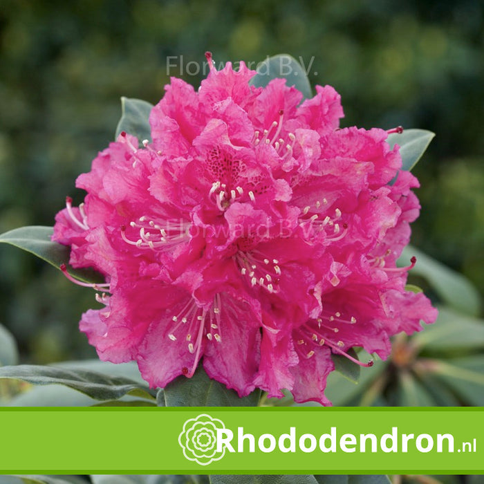 Rhododendron 'Rocket'