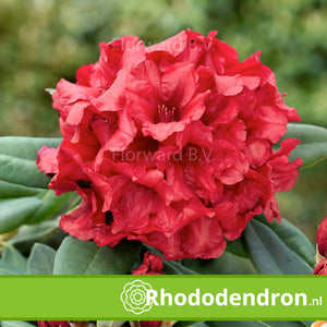 Rhododendron Yakushimanum 'Dopey'