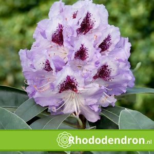 Rhododendron 'Blue Jay'