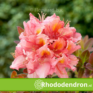 Azalea Mollis 'Berryrose'