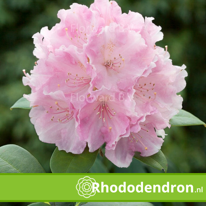 Rhododendron Yakushimanum 'Doc'