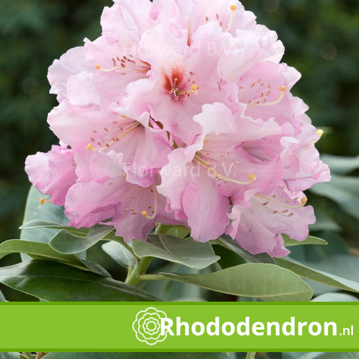 Rhododendron 'Onkel Diners'