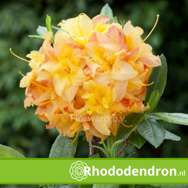 Azalea Mollis 'Anneke'