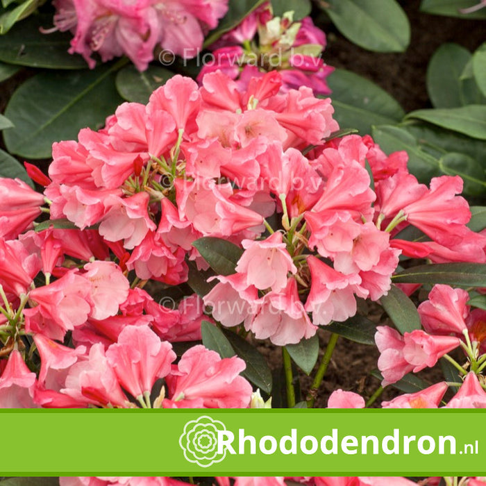 Dwerg Rhododendron 'Wee Bee'