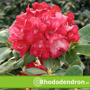 Rhododendron 'Halfdan Lem'