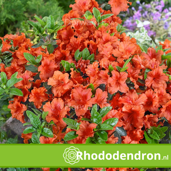 Azalea Japonica 'Stewartstonian'