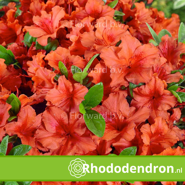 Azalea Japonica 'Radja'