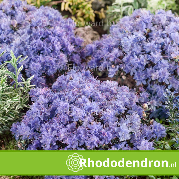 Dwerg Rhododendron 'Arctic Blue'