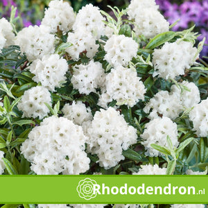 Dwerg Rhododendron 'Arctic Tern'