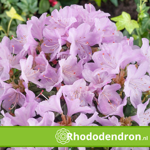 Dwerg Rhododendron 'Snipe'