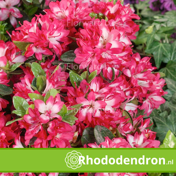 Azalea Japonica 'Izum-No-Mai'