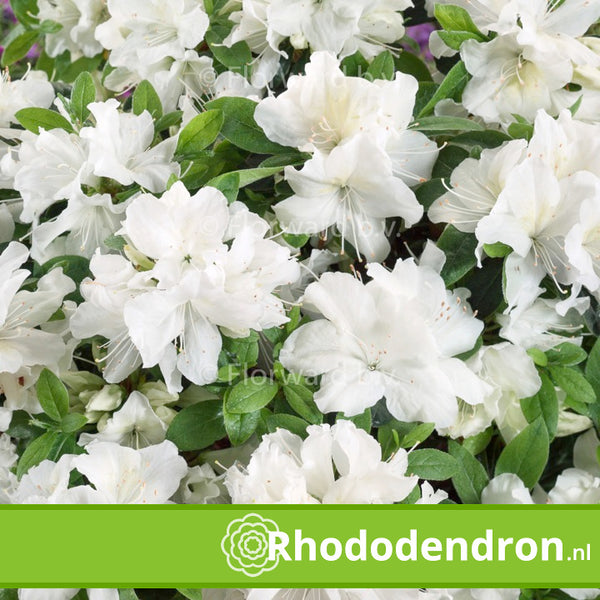 Azalea Japonica 'Pleasant White'