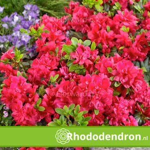 Azalea Japonic 'Moederkensdag'