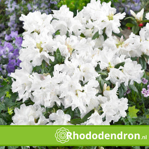 Dwerg Rhododendron 'Dora Amateis'