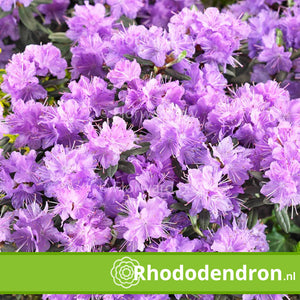 Dwerg Rhododendron 'Ramapo'