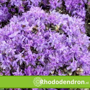 Dwerg Rhododendron 'Impeditum'