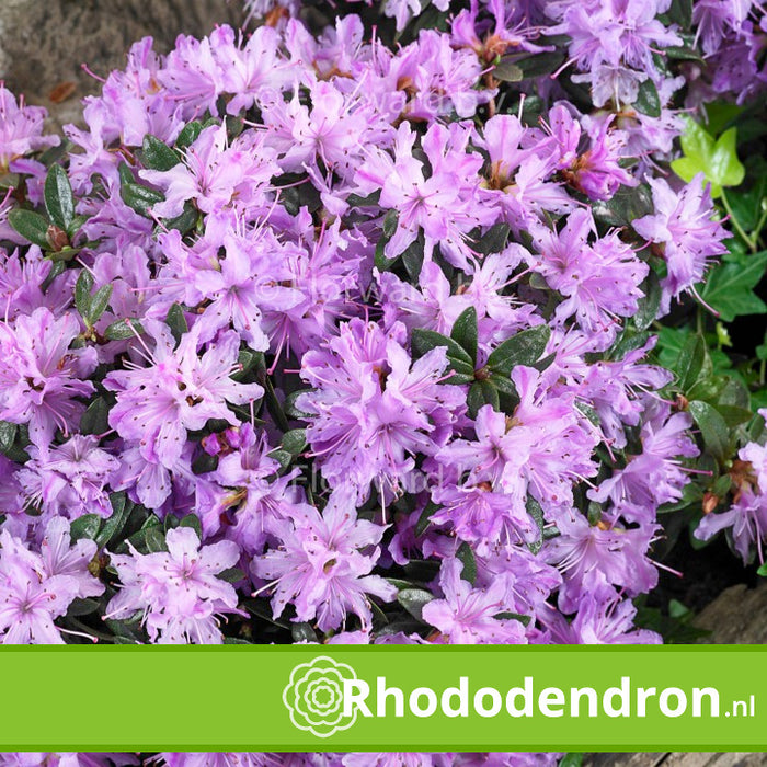 Dwerg Rhododendron 'Moerheim'