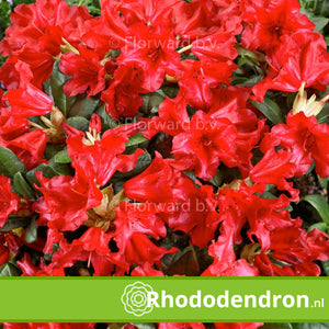 Dwerg Rhododendron 'Scarlet Wonder'