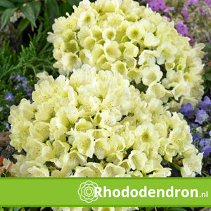 Dwerg Rhododendron 'Wren'